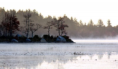 Maine Morning treeline