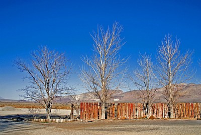 Desert Trees