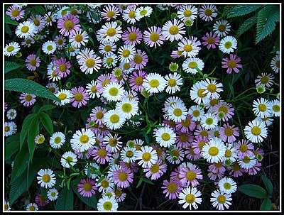 A roadside bouquet