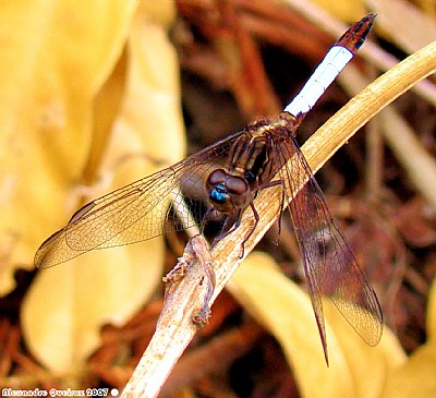 Fly dragonfly