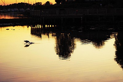 Fishing at Sunset