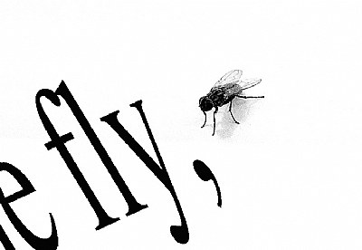 The fly,