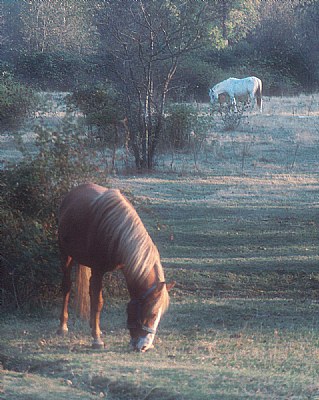 Horses in Morning Light