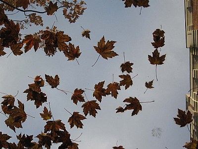 Leaves in another fall