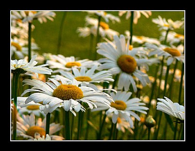 Field of Daisies