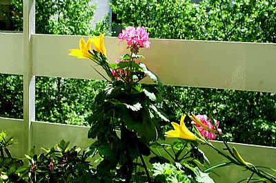 Balcony & Flowers