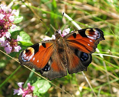 Papillon