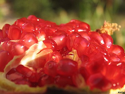 pomagranate