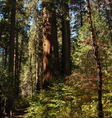 Baby Sequoias