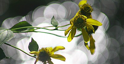 Little Miss Sunflowers