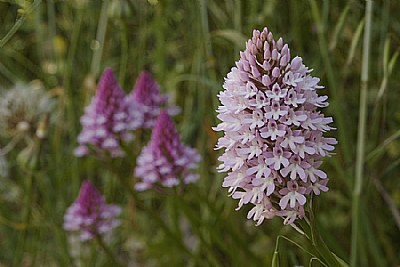 Pyramid Orchids