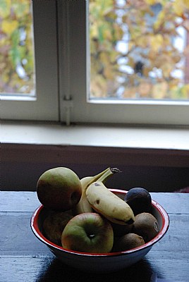 Blackbird in tree stares at my fruit