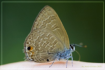 Butterfly #3