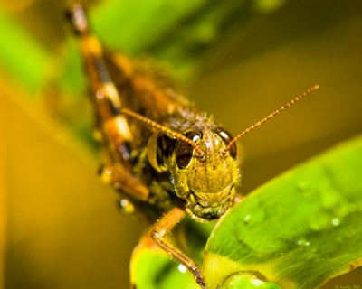 Cool Locust 2