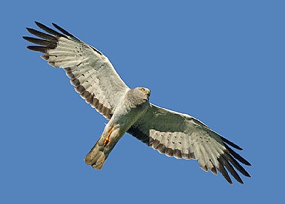 Northern Harrier (Male)