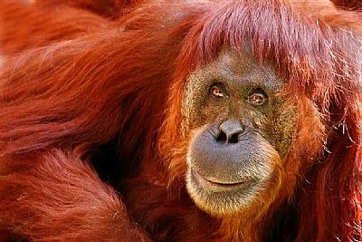 Ms. O The Orangutan