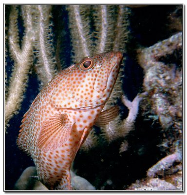 Caribbean Red Hind