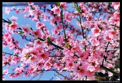 Peach-tree blossoms