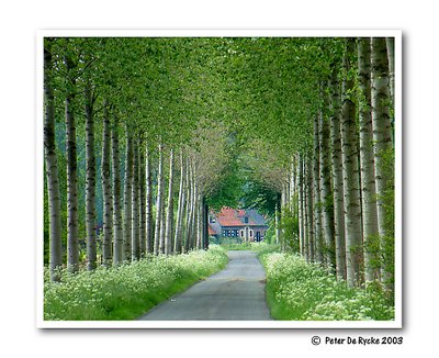 Flemish countryside III