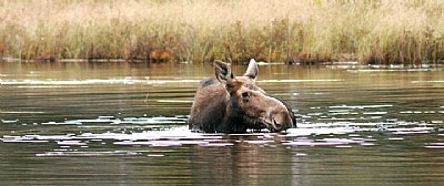 Moose 1