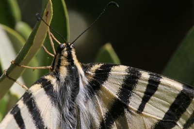 butterfly's details
