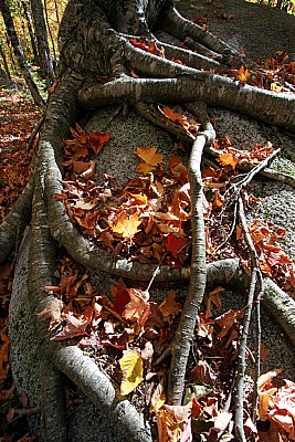 roots n' leaves