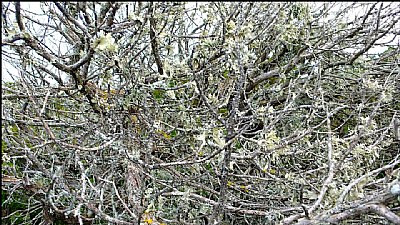 lichen on branches