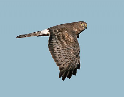 Northern Harrier