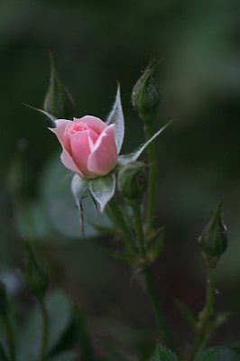 Pequeña delicadeza