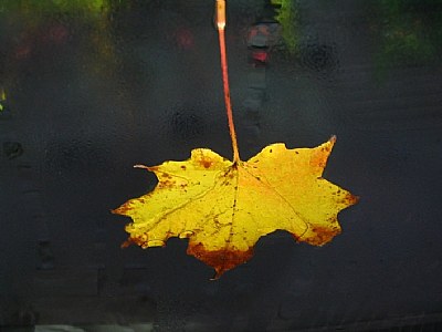 Fall Leaf on The Windshield