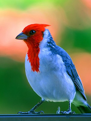 Maui Cardinal