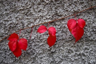 red & grey