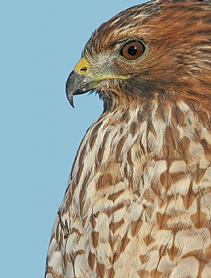 Red-shouldered Hawk Close up