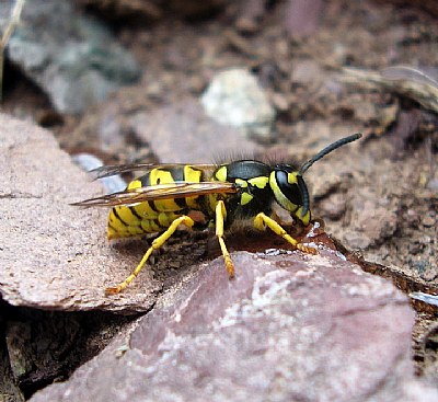 A wasp