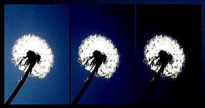 dandelion light