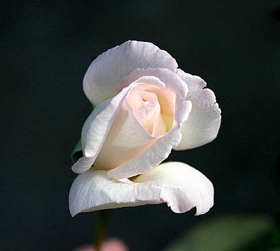 last rose of summer