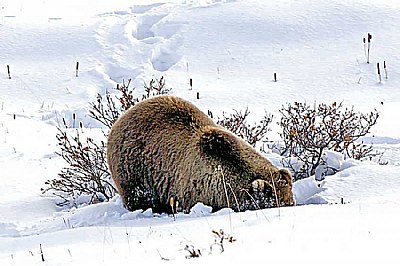 Grizzly Bear
