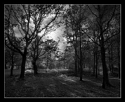 Spooky Wood