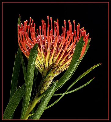 Pincushion Protea