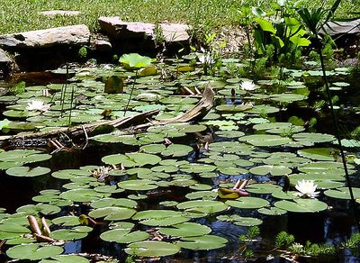 Garden Pond