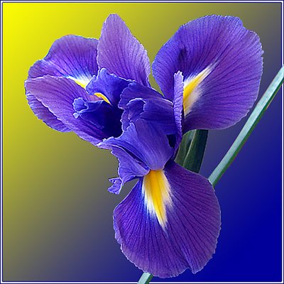 Iris (study III)