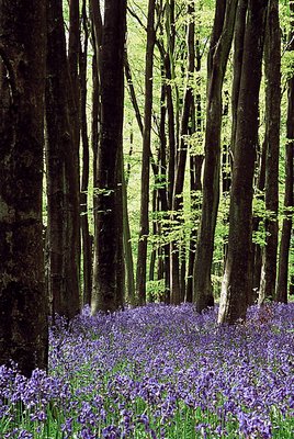 Collingbourne Woods