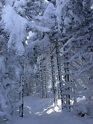 Snowshoes trail