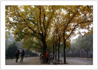 autumn in beijing