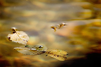 leaves afloat