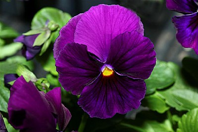 Pansy