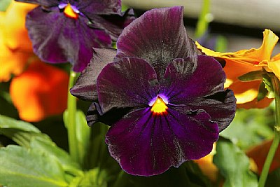 Pansy