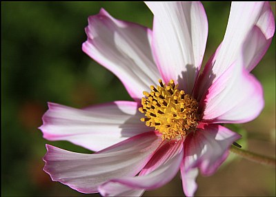 Cosmo Pink & White Macro