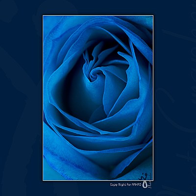 blue Flowers