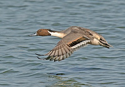 Northern Pintail